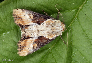 Noctuelle ophiogramme (La) © D. Morel