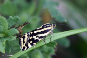Arlequinette jaune (L') © D. Morel