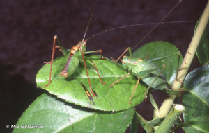 Leptophye ponctuée, Sauterelle ponctuée, Barbitiste trèsponctué © Michel Garnier