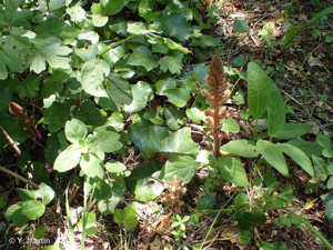 Orobanche du lierre © 