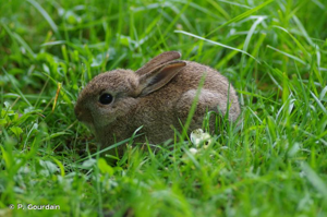 Lapin de garenne © P. Gourdain