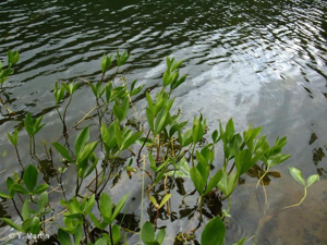 Trèfle d'eau, Ményanthe © 