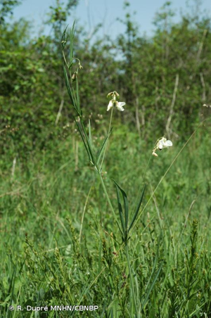 Gesse blanchâtre, Gesse blanche © R. Dupré MNHN/CBNBP