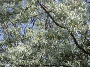 Olivier de bohème, Arbre d'argent, Arbre de paradis © P. Rouveyrol