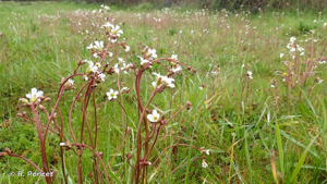 Saxifrage granulé, Herbe à la gravelle © R. Poncet