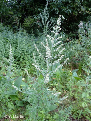 Armoise commune, Herbe de feu © 