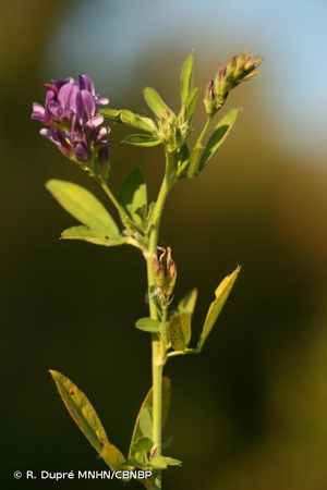 Luzerne cultivée © R. Dupré MNHN/CBNBP