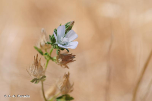 Mauve hérissée © A.-H. Paradis
