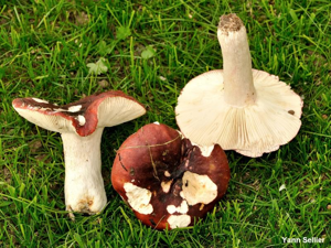 Russule pourpre et noire © Y. Sellier