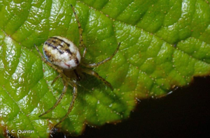 Mangore petite-bouteille © C. Quintin