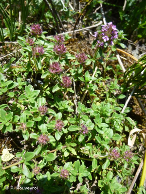 Thym précoce, Serpolet couchet © P. Rouveyrol