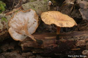 Polypore variable © PA. Moreau