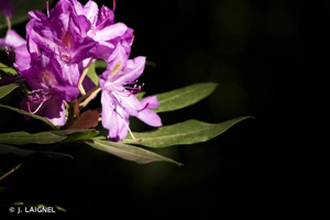 Rhododendron des parcs, Rhododendron pontique, Rhododendron de la mer Noire © J. LAIGNEL