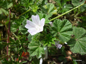 Petite mauve © P. Gourdain