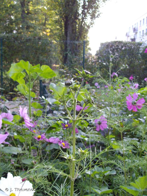 Cosmos © J. Thevenot