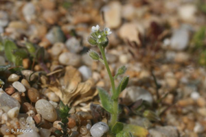 Myosotis rameux © S. Filoche