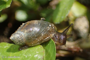 Ambrette élégante © O. Gargominy