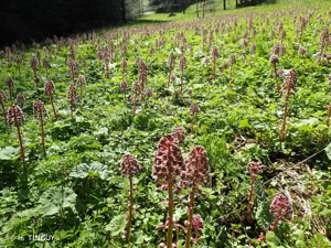 Pétasite hybride, Herbe aux chapeaux © H. TINGUY