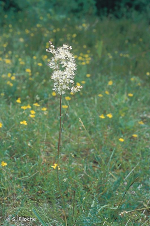 Filipendule vulgaire, Spirée filipendule © S. Filoche