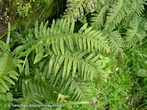Polypode © S. Sant/Parc Amazonien de Guyane