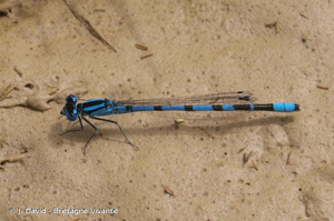 Agrion porte-coupe © J. David - Bretagne Vivante