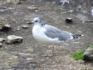 Mouette de Sabine © C. Roy