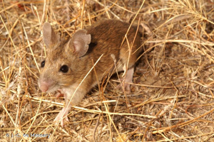 Mulot sylvestre © J.-C. de Massary