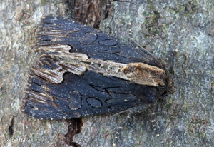 Noctuelle hérissée (La) © D. Morel