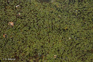 Lentille d'eau sans racine, Wolffie sans racines © O. Nawrot