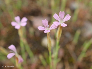 Oeillet prolifère, Petrorhagie prolifère © 