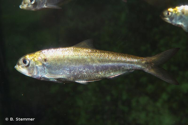 Grande alose, Alose vraie &copy; B. Stemmer