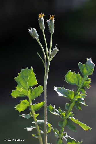 Crépide à feuilles de capselle &copy; O. Nawrot