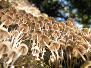 Coprin grégaire © O. Gargominy