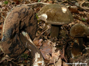 Bolet porphyre © PA. Moreau