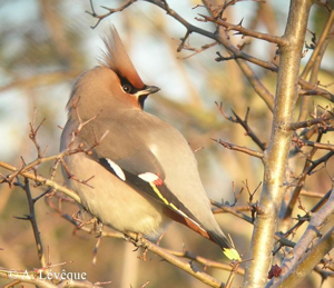 Jaseur boréal, Jaseur de Bohème &copy; A. Lévêque