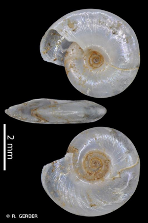 Planorbine des fontaines © R. GERBER