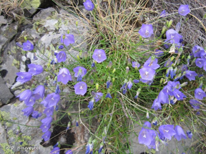 Campanule à feuilles rondes © P. Rouveyrol