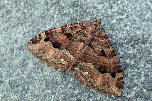 Incertaine (L'), Dent-de-Scie (La), Douteuse (La) &copy; D. Morel