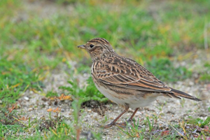 Alouette des champs © J. Siblet