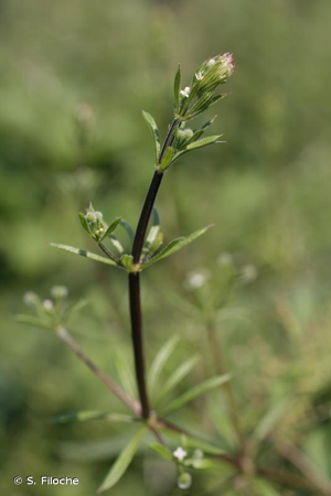 Gaillet gratteron, Herbe collante © S. Filoche