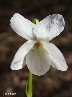 Violette blanche © H. TINGUY
