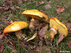 Bolet élégant © D. Sugny
