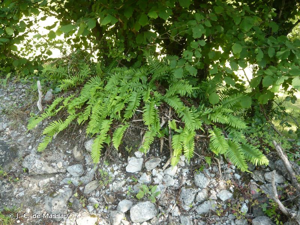 Polypode intermédiaire © J.-C. de Massary