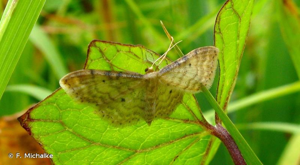 Acidalie familière (L') © F. Michalke