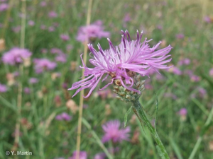 Centaurée jacée, Tête de moineau, Ambrette © 