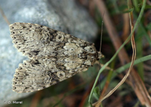 Noctuelle nébuleuse (La) © D. Morel