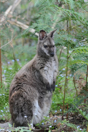 Wallaby de Bennett © F. Moutou - SFEPM