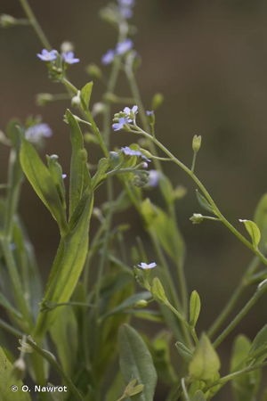 Myosotis cespiteux, Myosotis gazonnant © O. Nawrot