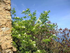 Orne, Frêne à fleurs, Orne d'Europe © 