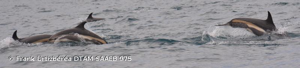Lagénorhynque à flancs blancs de l’Atlantique © Frank Urtizbéréa DTAM SAAEB 975
